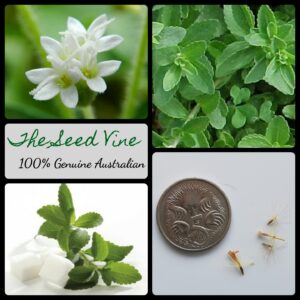 Stevia rebaudiana - Sweet Leaf Plant - main