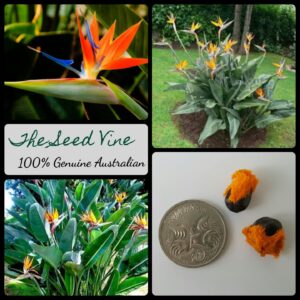 Strelitzia reginae - Bird of Paradise - main