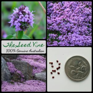 Thymus serpyllum - Purple Creeping Thyme - main