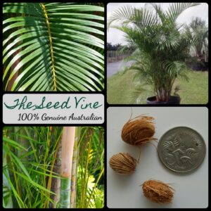 Dypsis lutescens - Areca Palm main