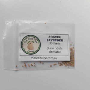 Lavandula dentata - French Lavender - 50 Pack