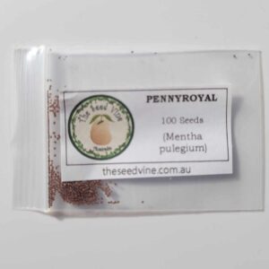 Mentha pulegium - Pennyroyal - 100 pack