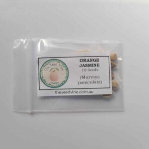 Murraya paniculata - Orange Jasmine - 10 pack