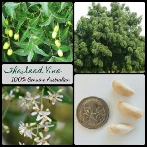 Azadirachta indica - Neem Tree - main