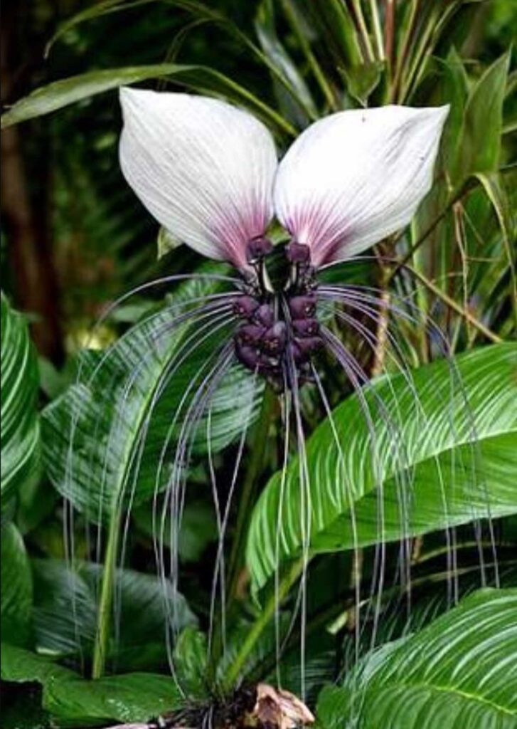 Tacca integrifolia - White Bat Flower - The Seed Vine