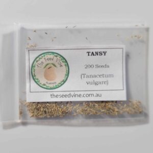 Tanacetum vulgare - Tansy - 200 pack