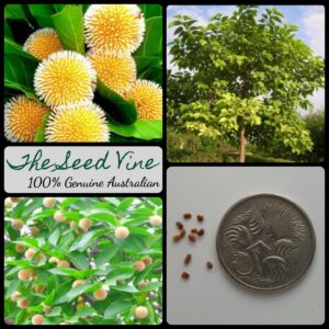 Neolamarckia cadamba - Kadam - main