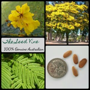 Peltophorum pterocarpum - Yellow Poinciana - main