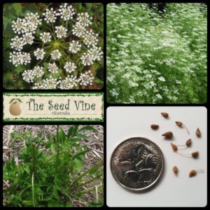 Pimpinella anisum - Anise