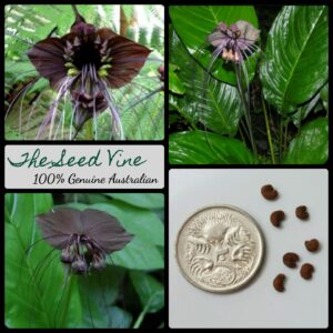 Tacca chantrieri - Black Bat Flower - main