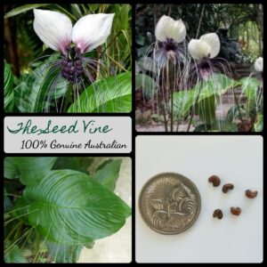 Tacca integrifolia - White Bat Flower - main