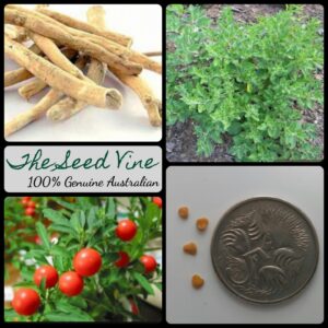 withania-somnifera-indian-ginseng-seeds - MAIN