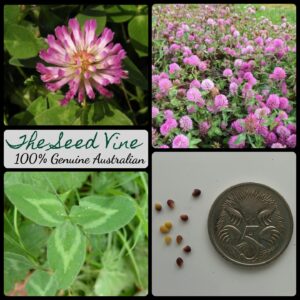 Trifolium pratense - Red Clover main