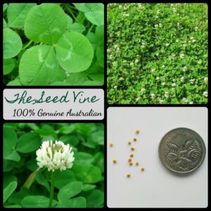 Trifolium repens - Irish Shamrock - main