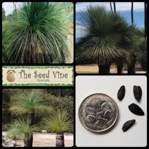 xanthorrhoea-johnsonii-johnson-black-boy main