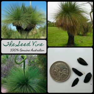 Xanthorrhoea preissii - Black Boy main