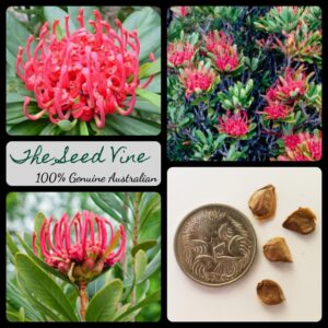 Telopea truncata - Tasmanian Waratah