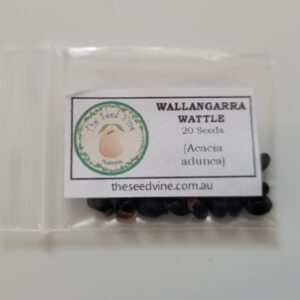Wallangarra wattle 20 pack