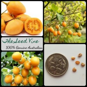 Yellow Tamarillo main