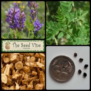 Astragalus membranaceus - Mongolian Milk Vetch