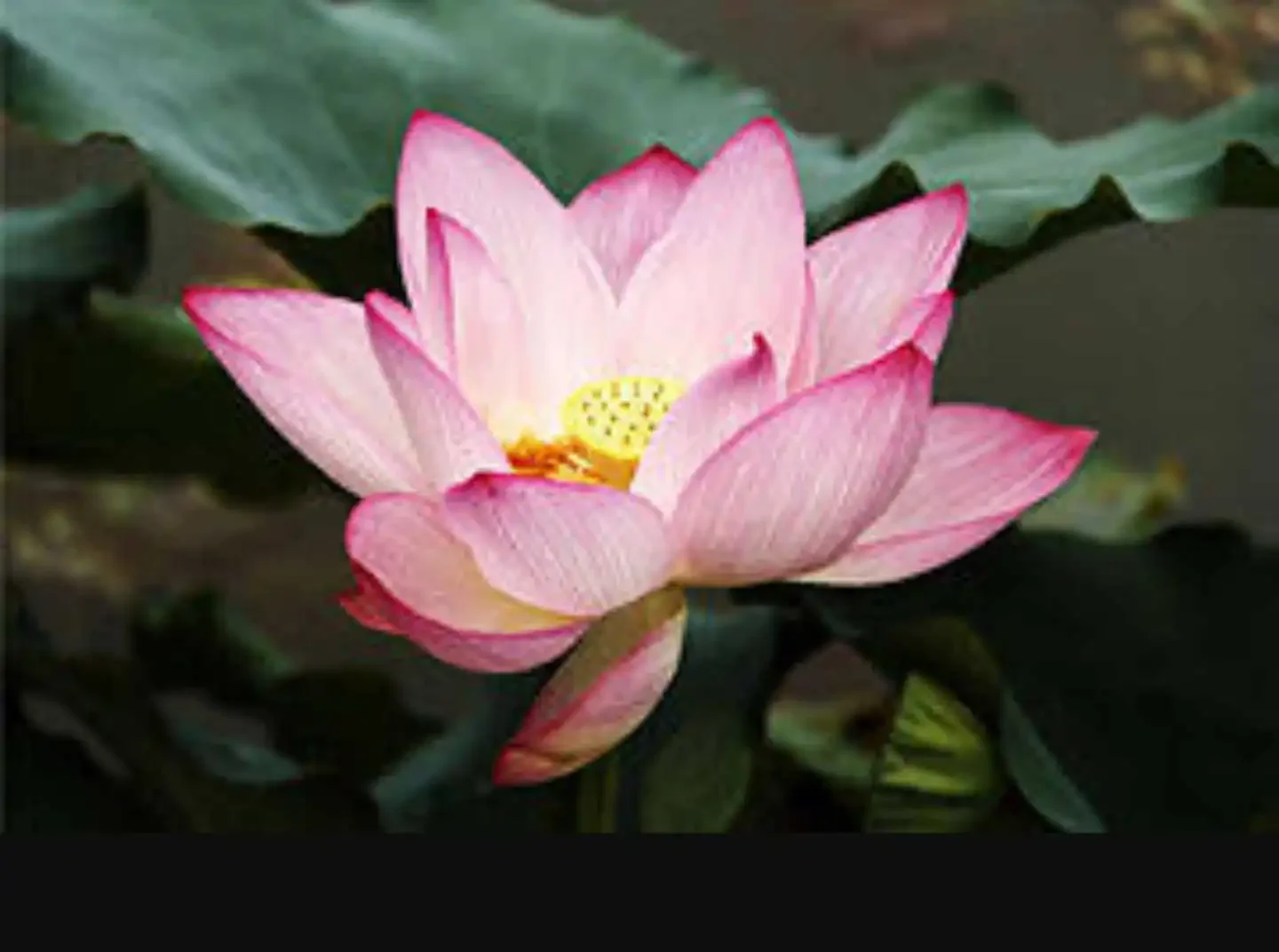 nelumbo nucifera sacred lotus seeds pink flower