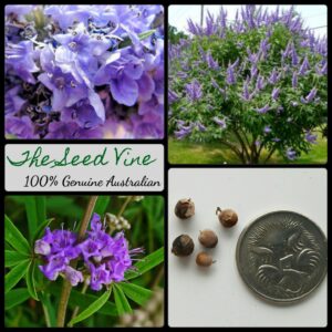 Vitex agnus-castus - Chaste Tree