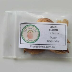 Acer negundo - Box Elder