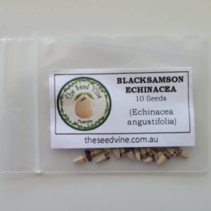 Echinacea angustifolia - Blacksamson Echinacea