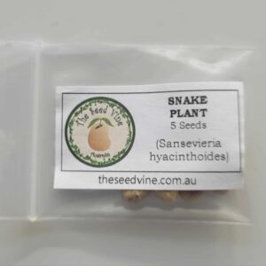 Sansevieria hyacinthoides - Snake Plant