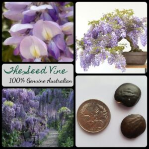 Wisteria sinensis main